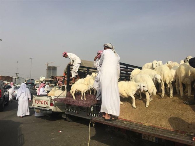 مخالفات للذبح في المسالخ بعقوبات تصل إلى 4 آلاف ريال.. أبرزها إساءة معاملة المواشي