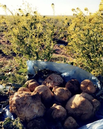 بالصور… شاعر يتغزل بربيع عرعر.. و”شعيب الأقرع” يكتسي بالأخضر والبنفسجي