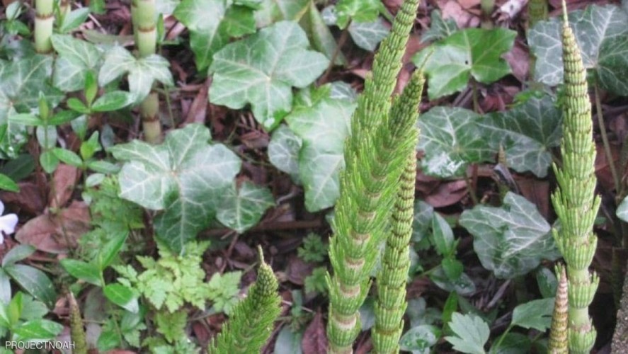 «ذيل الحصان».. عشبة مذهلة تعالج 8 أمراض مستعصية