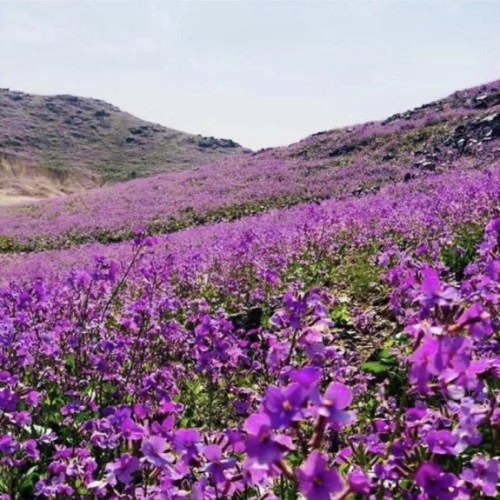 بالصور جبال جنوب حائل تكتسي بلون البنفسج البديع لانتشار نبات اليهق