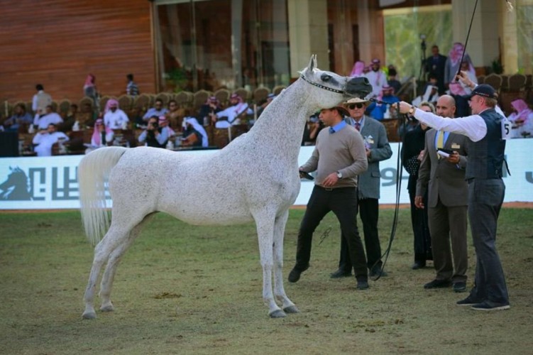 منافسات قوية في ثالث أيام مهرجان الأمير سلطان بن عبدالعزيز العالمي للجواد العربي  بحضور كبير من محبي الخيل العربية..