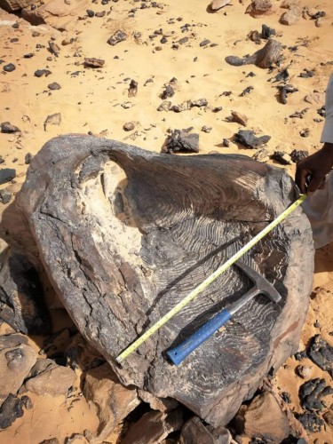 اكتشاف أحفورة مرشدة لطحالب عملاقة في الجزء الجنوبي من المملكة