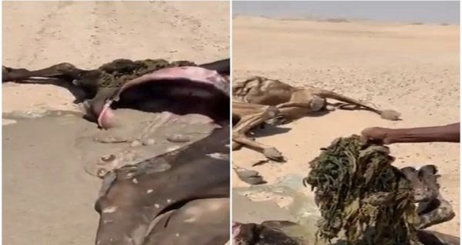 شاهد.. نفوق عدد من الإبل.. ومواطن يكشف عن سبب صادم بعد فحص بطونها !