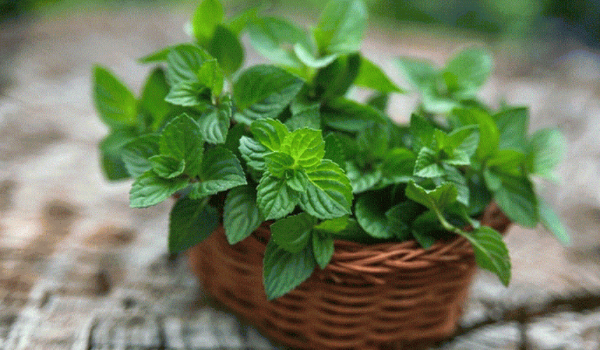 رغم فوائده الصحية.. “النعناع” له تأثيرات ضارة على الرجال