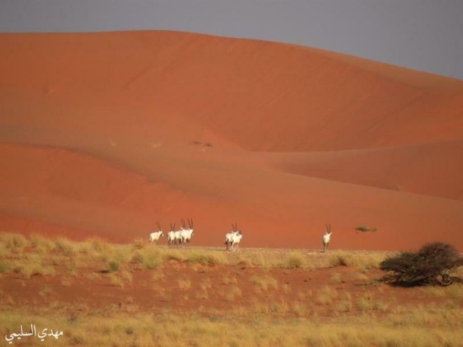 شاهد.. مصور سعودي يستكشف محمية عروق بني معارض