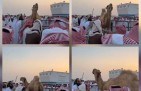 ​تريند اليوم.. وصول مزاد “بعير” إلى 6.1 مليون ريال وسط ذهول الحاضرين (شاهد)