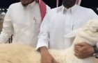 مربي الأغنام “طلال المقاطي” يكشف سر تميّز حلاله: تطوير مستمر وتمسّك بالسلالة الحريّة الأصيلة