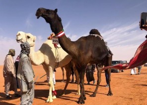 الأميرة سيرين بنت عبدالرحمن تسجل أول مشاركة نسائية في مهرجانات مزايين الإبل