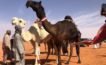 الأميرة سيرين بنت عبدالرحمن تسجل أول مشاركة نسائية في مهرجانات مزايين الإبل