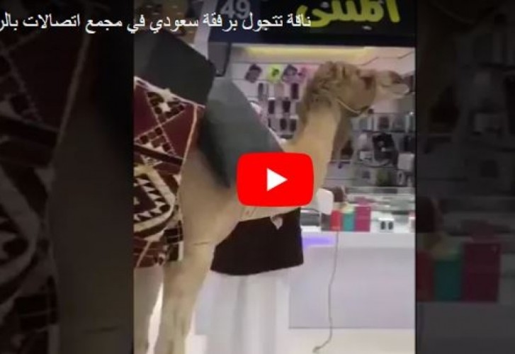 تداول فيديو كوميدي لسعودي يتجول راكبا “جمل” داخل مول بالرياض ” البوابة الأعلامية “