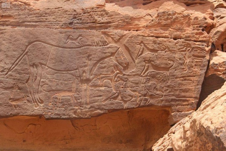 شاهد.. نقوش صخرية ترصد تعاقب الحضارات الإنسانية في أراضي المملكة قبل التاريخ