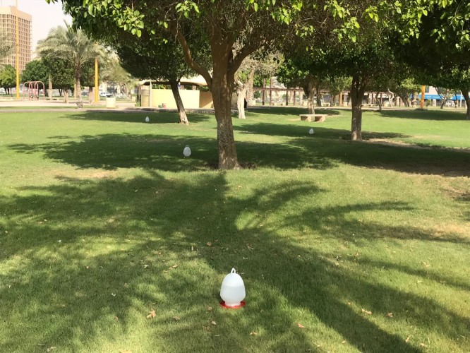 في بادرة تعد الأولى من نوعها   رئيس بلدية الخبر يطلق ” رحمة ” لسقيا الطيور في الأماكن العامة