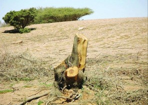 “البيئة” محذرة من قطع الأشجار: مخالفة تصل غرامتها إلى 50 ألف ريال