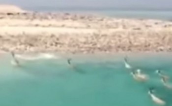 فيديو لقطيع من الغزلان هاجرا بحرًا من أفريقيا وحط بتبوك.. كلاكيت ثالث مرة