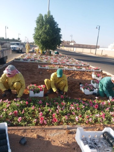 بلدية الشملي تزرع ٢٠٠ الف وردة لتضفي جمالا على شوارعها