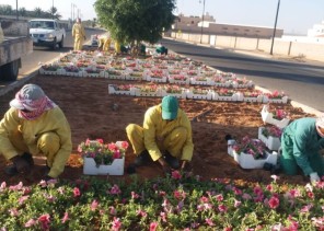 بلدية الشملي تزرع ٢٠٠ الف وردة لتضفي جمالا على شوارعها