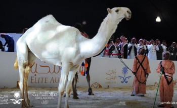بالصور.. طلبات شراء إبل بملايين الريالات في مهرجان الملك عبدالعزيز.. والمُلاك يرفضون البيع