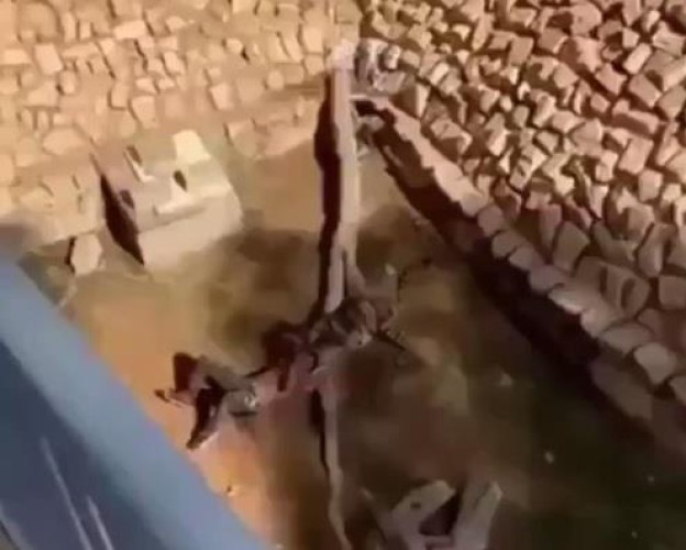 بالفيديو… الكشف عن هجوم النمر على مقيم بحديقة الحيوان بالملز