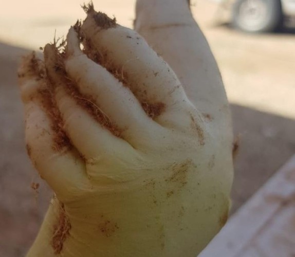 صورة .. مواطن يعثر على نبتة  الـ”فجل” على هيئة يد بشرية داخل مزرعته بـ”المزاحمية”