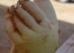 صورة .. مواطن يعثر على نبتة  الـ”فجل” على هيئة يد بشرية داخل مزرعته بـ”المزاحمية”