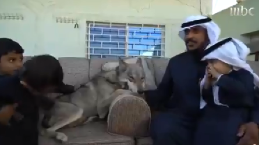 بالفيديو: مواطن وأسرته يعيشون منذ أكثر من ١٠ أعوام مع الذئاب في ألفة بالجوف