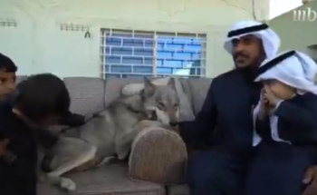 بالفيديو: مواطن وأسرته يعيشون منذ أكثر من ١٠ أعوام مع الذئاب في ألفة بالجوف