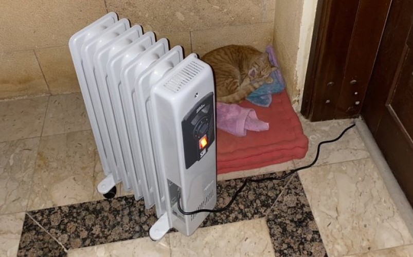 شاهد .. عائلة تضع دفاية كهربائية أمام شقتها لتدفئة القطط من البرد في المملكة
