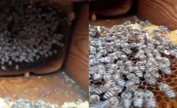 فيديو نادر الحدوث .. شاهد: تجمد النحل داخل الخلايا في الطائف بسبب البرودة!