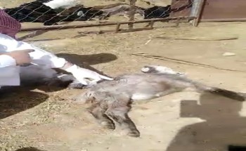 بالفيديو: ذئب يقتحم مزرعة مواطن في دومة الجندل ويصيب ويقتل 16 رأسًا من الأغنام