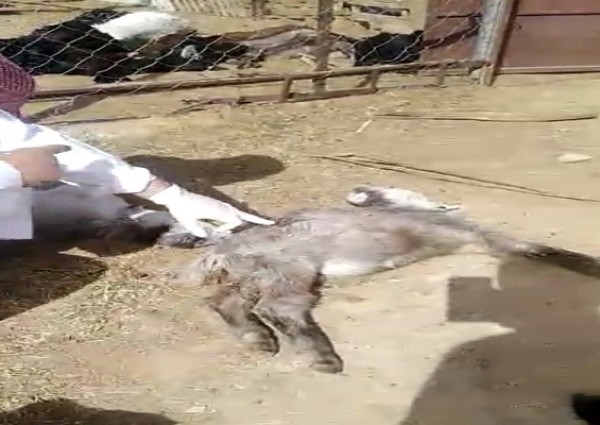 بالفيديو: ذئب يقتحم مزرعة مواطن في دومة الجندل ويصيب ويقتل 16 رأسًا من الأغنام