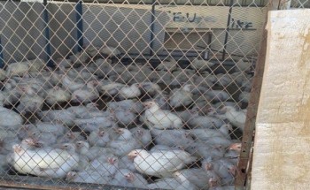 بالصور .. أمانة الطائف تداهم استراحة تحتوي على معمل لـ”ذبح الدجاج” بصورة غير نظامية