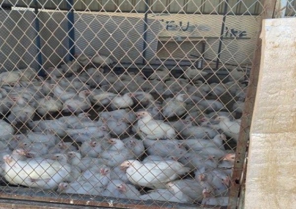 بالصور .. أمانة الطائف تداهم استراحة تحتوي على معمل لـ”ذبح الدجاج” بصورة غير نظامية