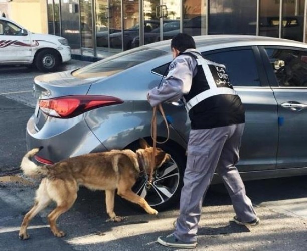 بدقة عالية .. “الجمارك” تعلن نجاح تجربة الكلاب البوليسية في الكشف عن مصابي كورونا