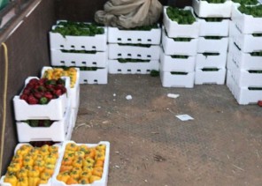 أمانة تبوك تصادر مايزيد عن 337 كجم من الأغذية منتهية الصلاحية وتنذر 77 منشأة تجارية