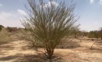 مواطن ينشئ محمية تضم 15 ألف شجرة وطيور نادرة لأهالي الدوادمي – فيديو