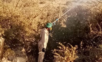 “البيئة”: أكثر من 140 فرقة ميدانية تكافح أسراب الجراد الصحراوي في “عسير”