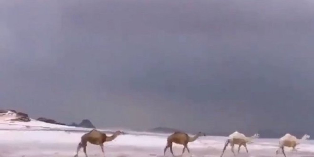 شاهد .. الإبل والجليد والضباب في مشهد بديع مع تساقط الأمطار بحائل أمس (فيديو)