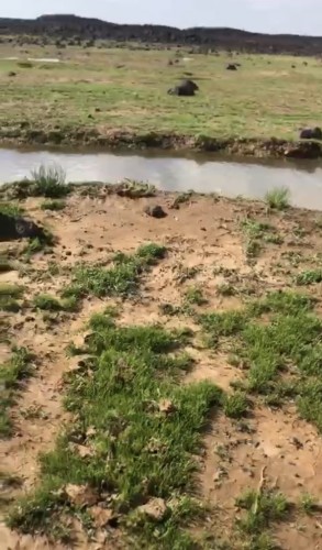 شاهد: مواطن يوثق فيديو لـ”ظهور الباذر” عقب هطول الأمطار على المناطق الشمالية”