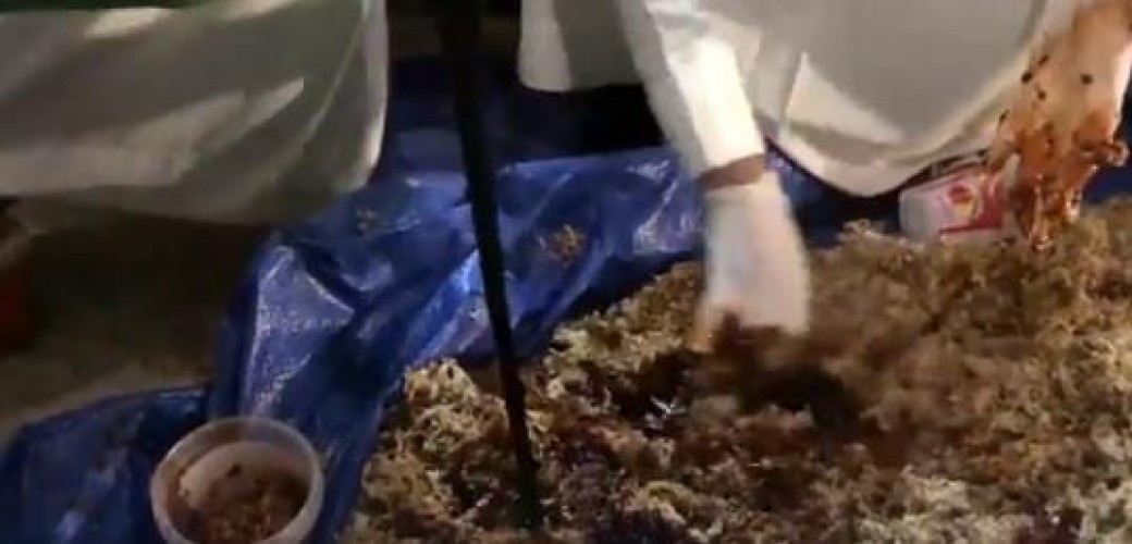 بالفيديو: لحظة ضبط مستودع تديره عماله عربية تقوم بخلط “معسل الشيشة” بنشارة الخشب في الرياض