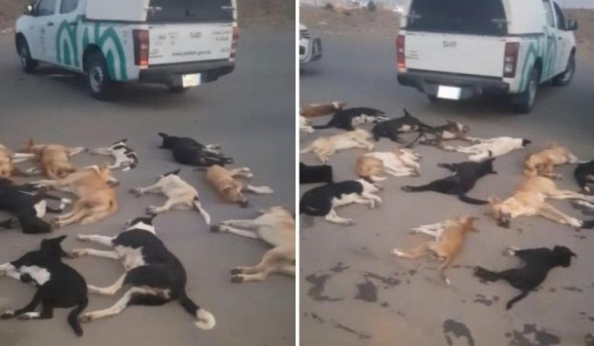 “أوقفوا تسميم الكلاب” .. هاشتاق يتصدر الترند في السعودية بعد تسميم 40 كلباً
