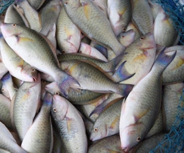 “البيئة” تحظر صيد أسماك الناجل والطرادي على ساحل البحر الأحمر لمدة شهرين