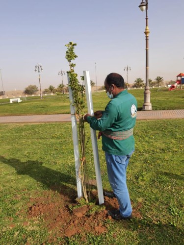 امانة تبوك تواصل زراعتها لأشجار ” الجكرندا ” في حدائق المنطقة تماشيا مع مبادرة السعودية الخضراء