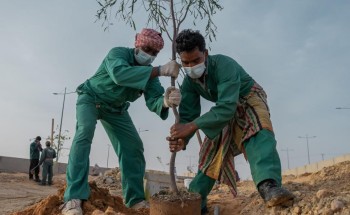 أمانة الجوف تواصل أعمال الموسم الرابع لمبادرة “الجوف واحة خضراء” بـ 800 شجرة