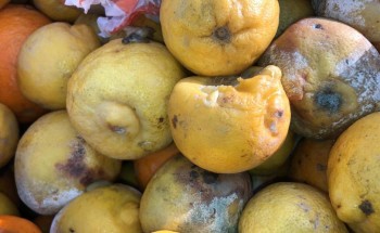 أمانة الشرقية: ضبط 624 كرتون من فاكهة البرتقال والليمون الفاسد في شاحنة قبل توزيعه في سوق الخضار المركزي بالدمام