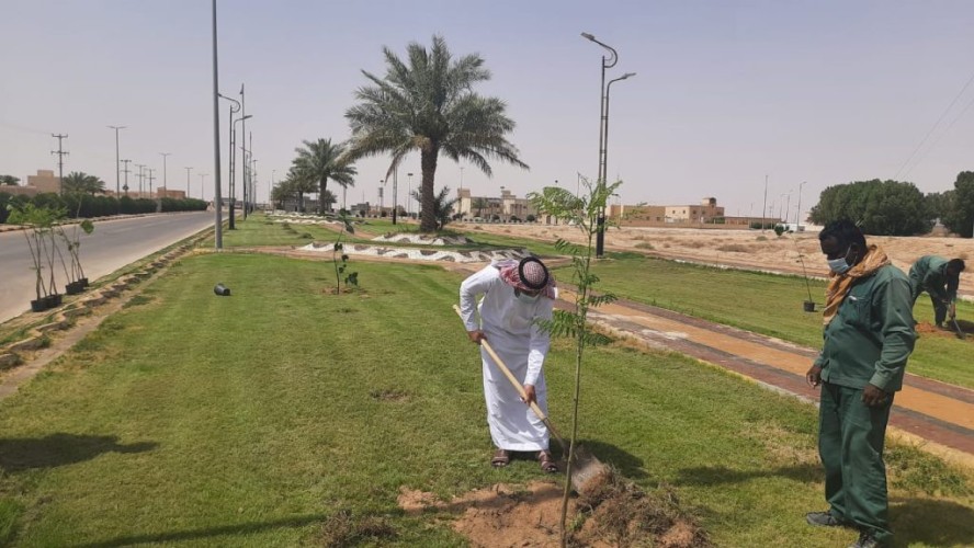 بلدية اللهابه تواصل جهودها بزراعة أشجار الظل والزينة باللهابة والمراكز التابعة