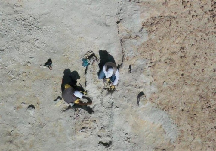 المساحة الجيولوجية: اكتشاف تاريخي لبقايا حوت منقرض قبل 37 مليون سنة شمال غرب المملكة – فيديو