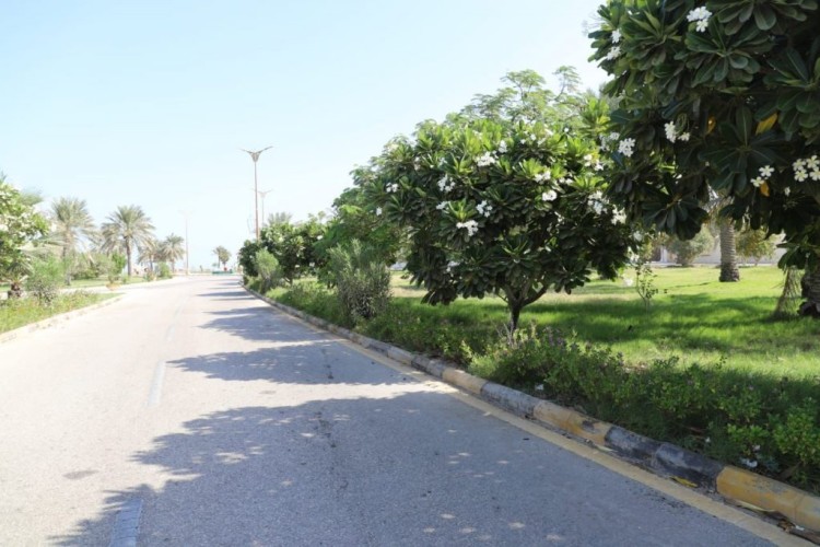 بلدية رأس تنورة تزين شوارع وكورنيش المحافظة بأكثر من 4 آلاف شجرة مزهرة