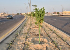 بلدية القطيف تزرع 350 شجرة و7200 م2 مغطيات خضراء بالميادين والشوارع