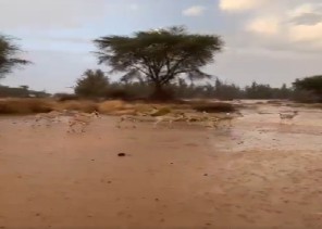 بالفيديو: قطيع من الغزلان يمشي تحت الأمطار في العلا