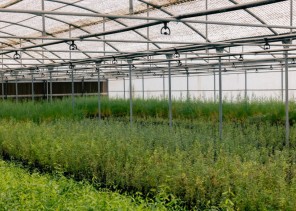 المركز الوطني لتنمية الغطاء النباتي يطلق أعمال إنشاء مجمع المشاتل الرعوية والبرية في مقره بالجوف